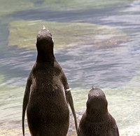 Penguins
