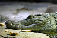 Caman sleeping