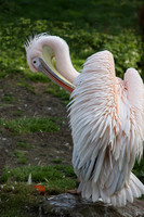 Pelican preening