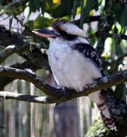 Kookaburra sits in an old gum tree