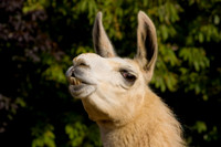 Llama staring and smiling