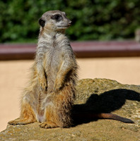 Meerkat sunbathing