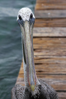 Pelican debating whether to eat you