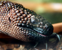Beaded Lizard
