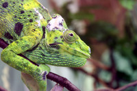 Chameleon trying to be invisible