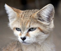 Desert Sand Cat