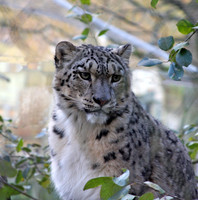Snow Leopard