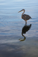 Heron fishing at sunset in Florida