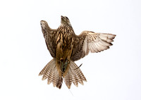Gyr Falcon
