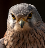 You looking at me?