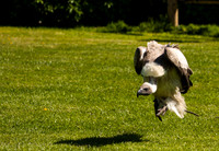 Hippity hop!