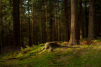 Forest glade