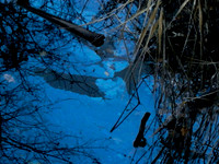 Spot the owl