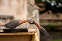 Harris Hawk