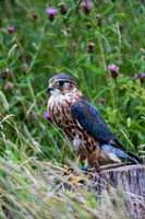 Merlin
